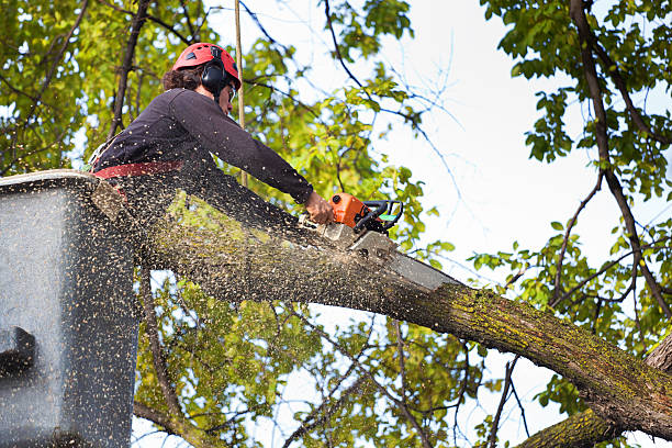 Best Tree Trimming Near Me  in USA